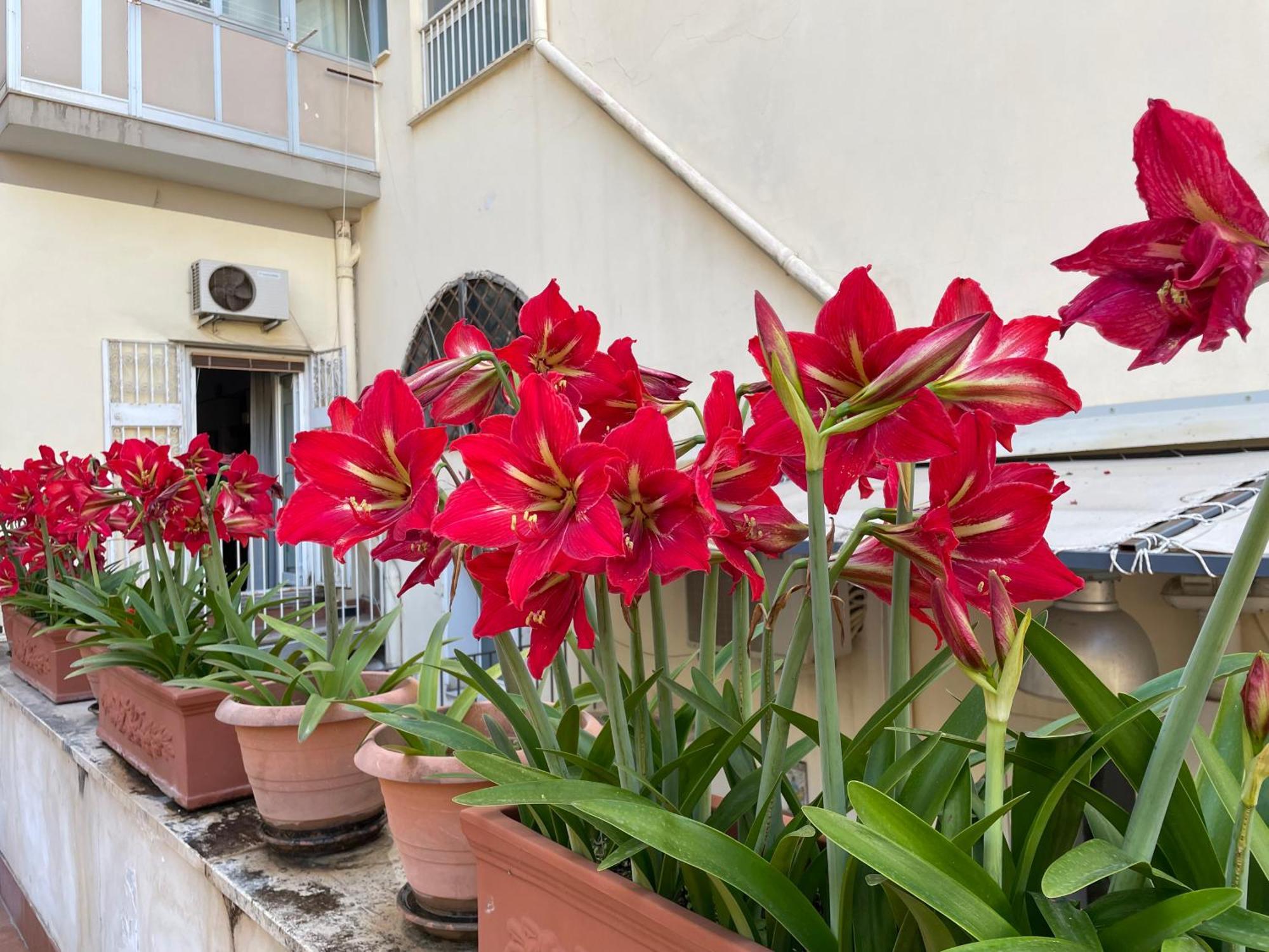 Il Giglio Rosso Apartment Napoli Ngoại thất bức ảnh
